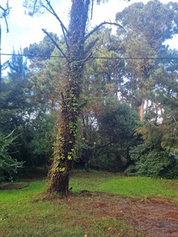 German Berretti prop