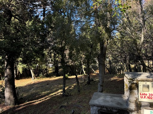 Campichuelo 1300