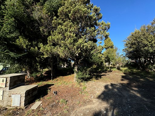 Campichuelo 1300