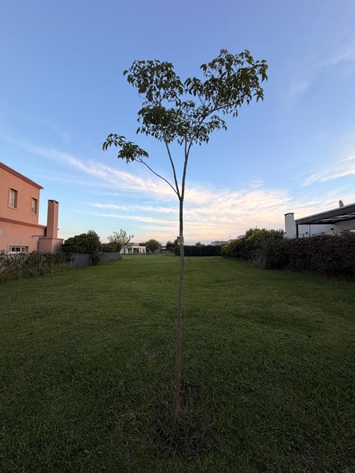 San Ramiro, Lote 145