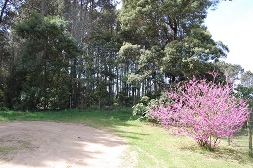 Parque Burnett