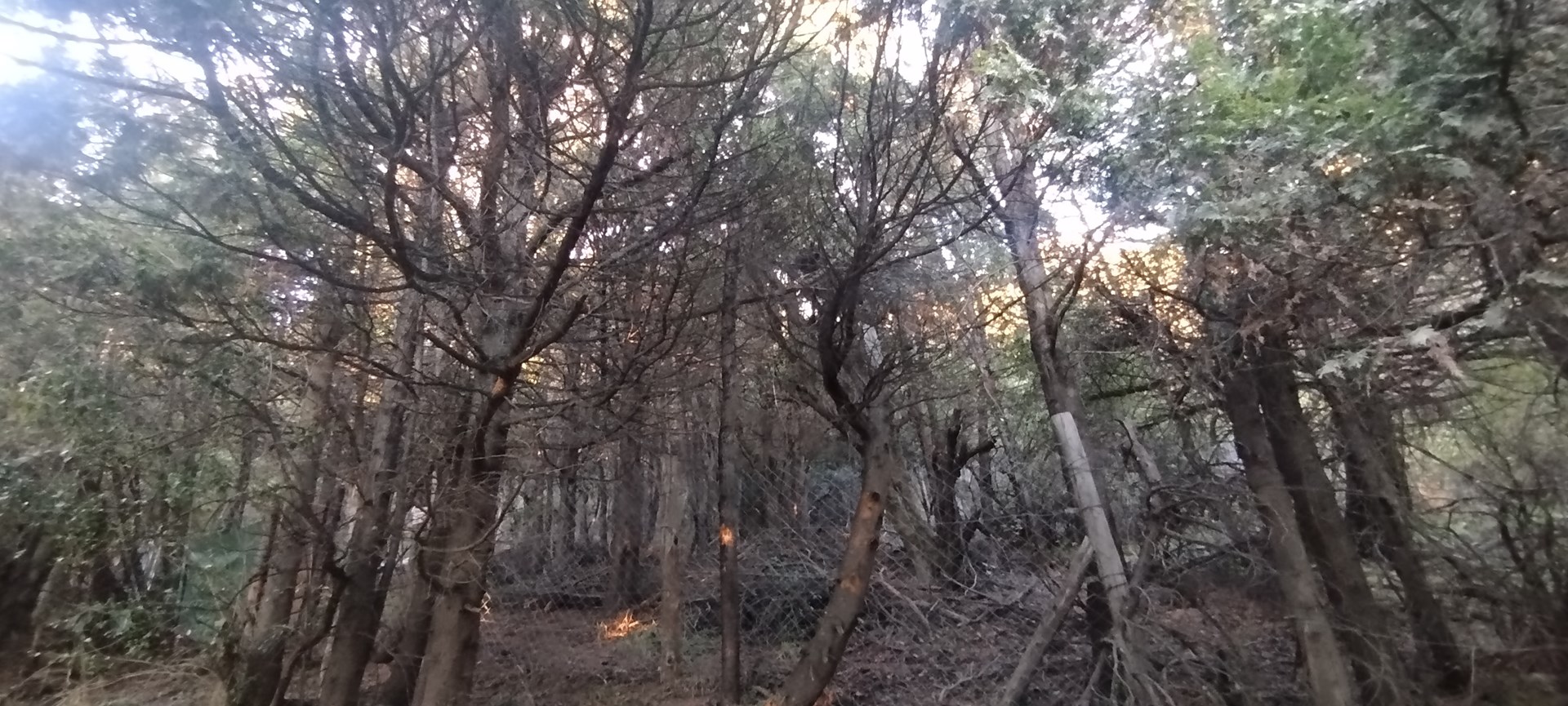 José Pedroni, Cerro Otto 100